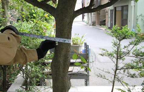 物件部門　立竹木調査風景